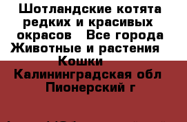 Шотландские котята редких и красивых  окрасов - Все города Животные и растения » Кошки   . Калининградская обл.,Пионерский г.